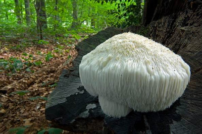 Lion's Mane Magic: The Mushroom That’s Changing the Game for Brain Health and Cognitive Function