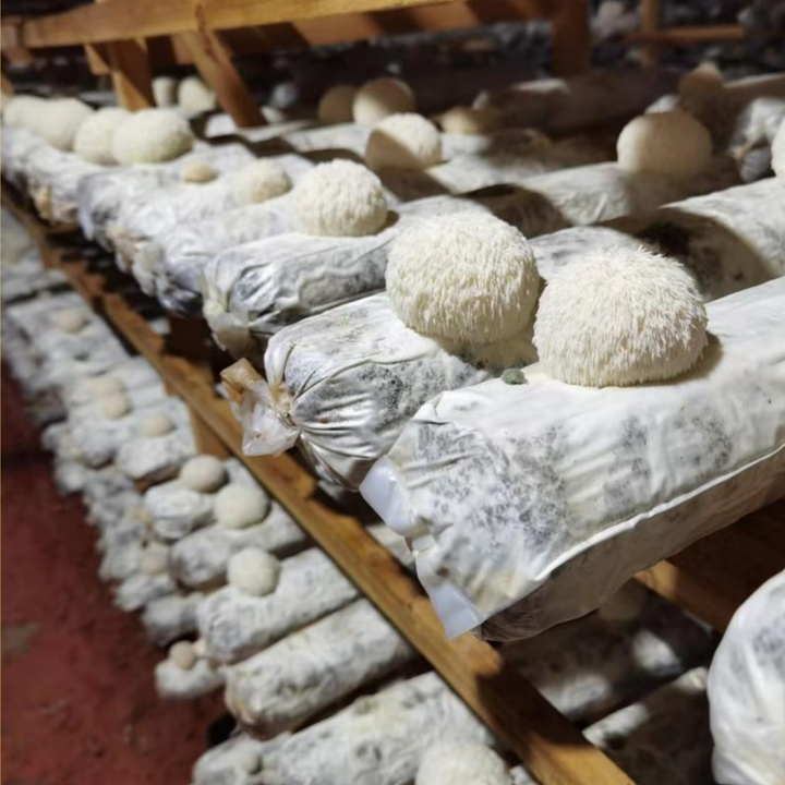 Lion's Mane Mushroom Extract Capsules 30% Polysaccharides