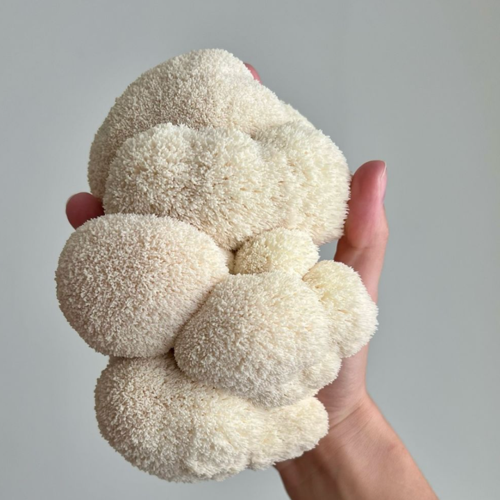 Organic Lion's Mane - Focus, Memory & Clarity - Capsules or Powder
