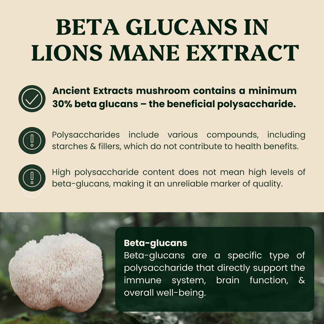 Ancient Extracts - Lion's Mane Mushroom Extract Powder