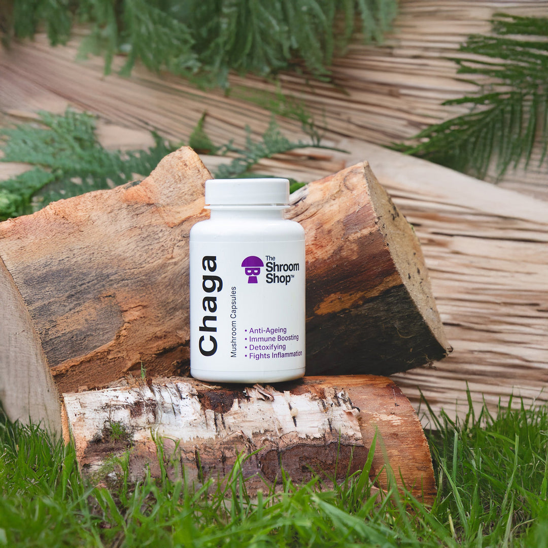 The Shroom Shop -Chaga Mushroom Capsules - BUY 1 GET 1 FREE