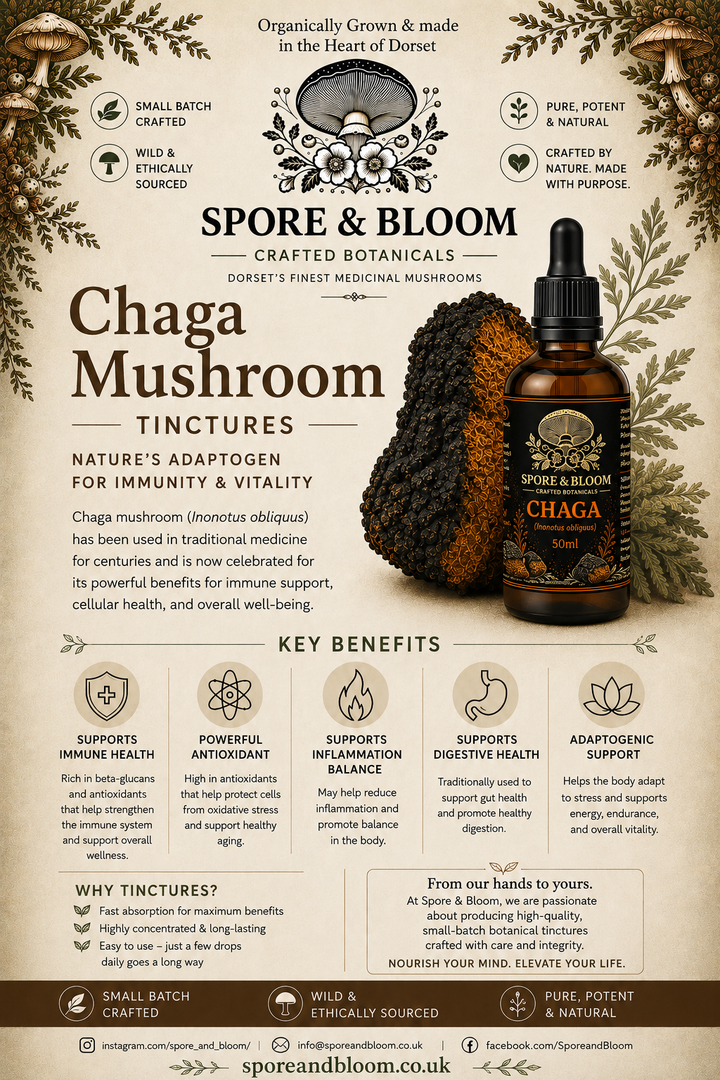 Chaga Mushroom Tincture – Signature Dual Extract