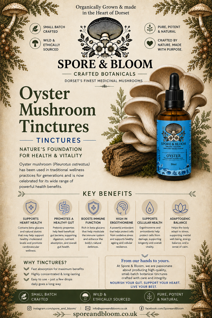 Balance Stack – Oyster & Reishi