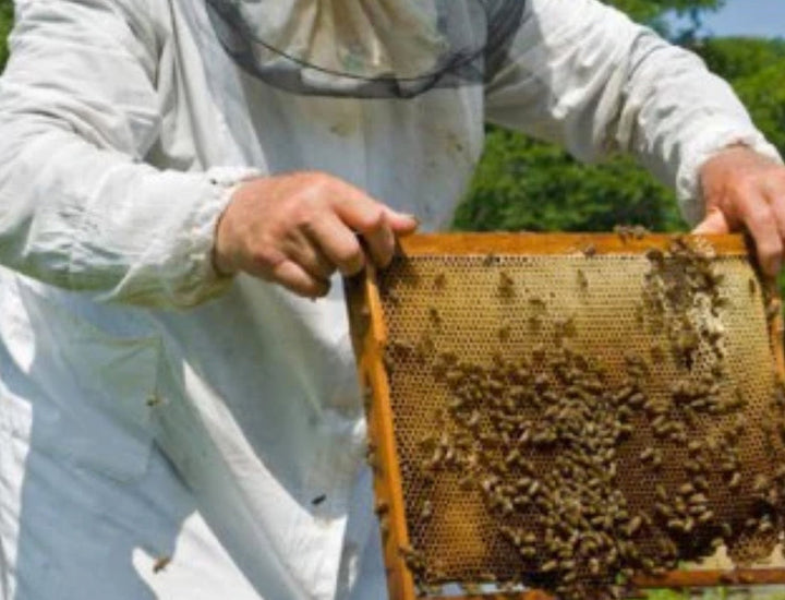 The Positive Company - Propolis and Honey Soap