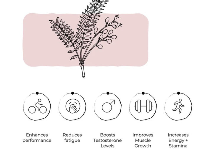 The Positive Company - Longjack Extract