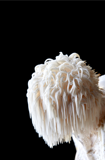 Supreme CBD - Lions Mane Mushroom Vegan Capsules  - Focus (500mg)