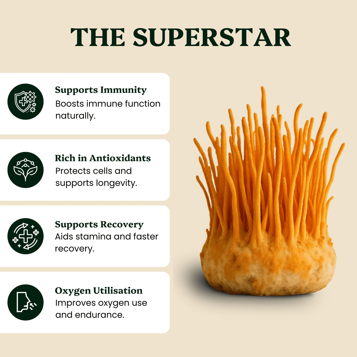Ancient Extracts - Energy Pair Cordyceps & Chaga Extracts