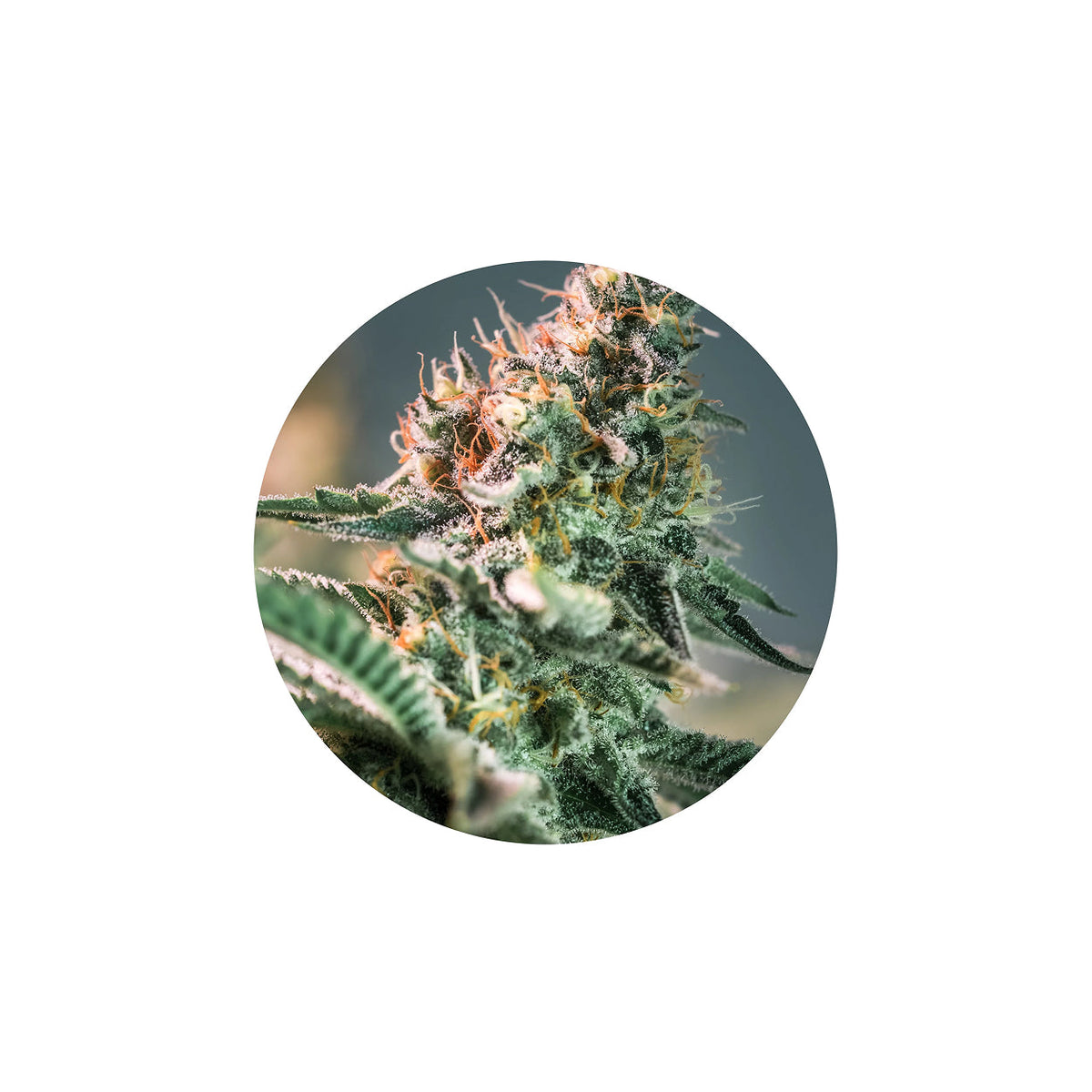Improved Health Premium Cannabis-Derived Terpenes – 1ml Strain-Specific Extracts | Solvent-Free