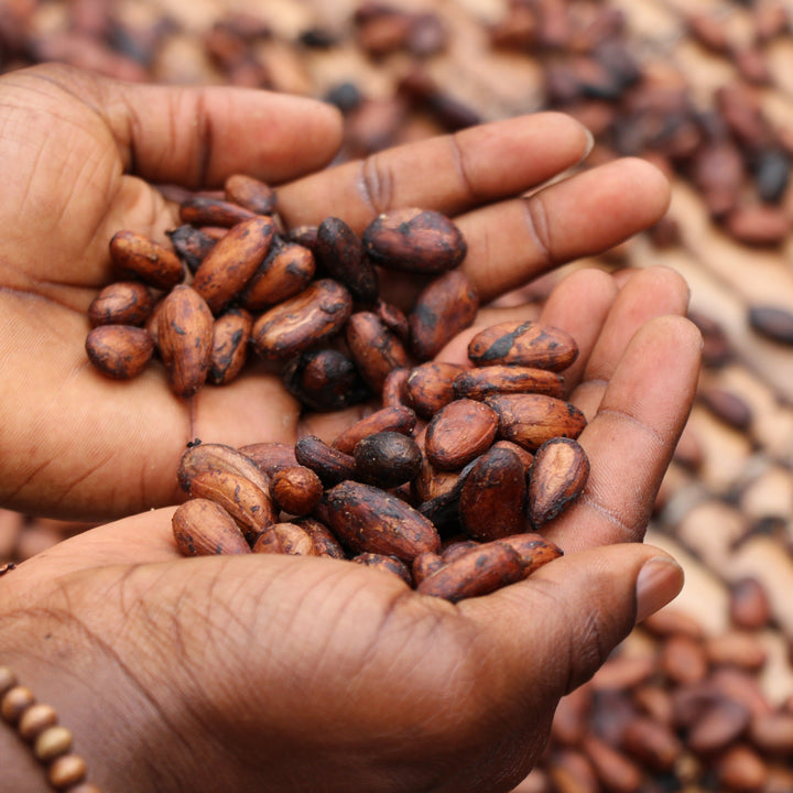 Peruvian Ceremonial Criollo Cacao