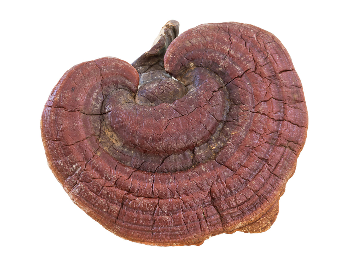 Reishi Mushroom Vegan Capsules - Soothe (500mg)
