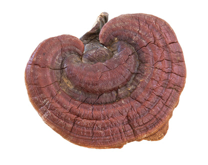 Reishi Mushroom Vegan Capsules - Soothe (500mg)
