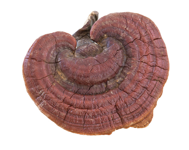 Reishi Mushroom Vegan Capsules - Soothe (500mg)
