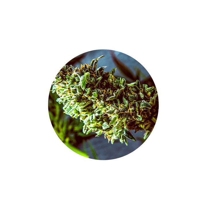 Improved Health Hemp-Derived Terpenes – Steam Distilled for Authentic Strain Profiles | 1ml