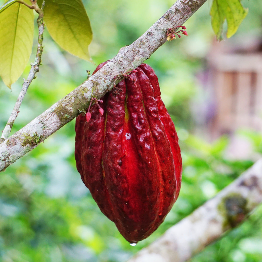 Peruvian Ceremonial Criollo Cacao