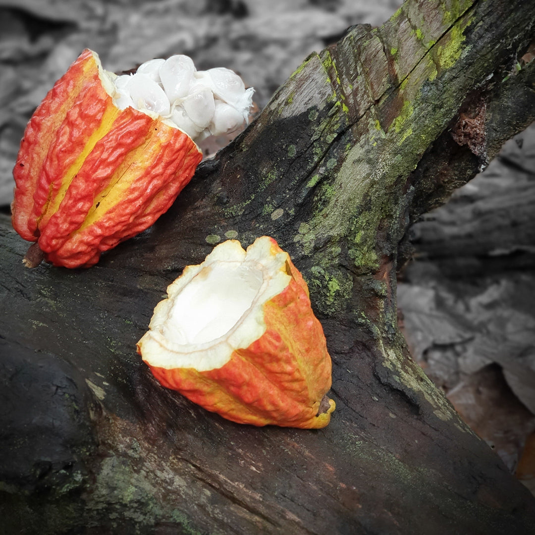 Peruvian Ceremonial Criollo Cacao