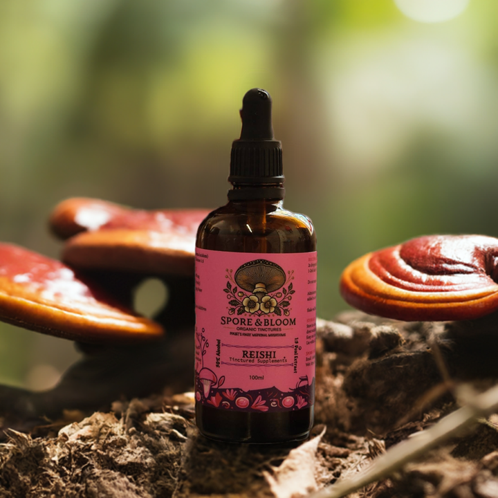 Balance Stack – Oyster & Reishi