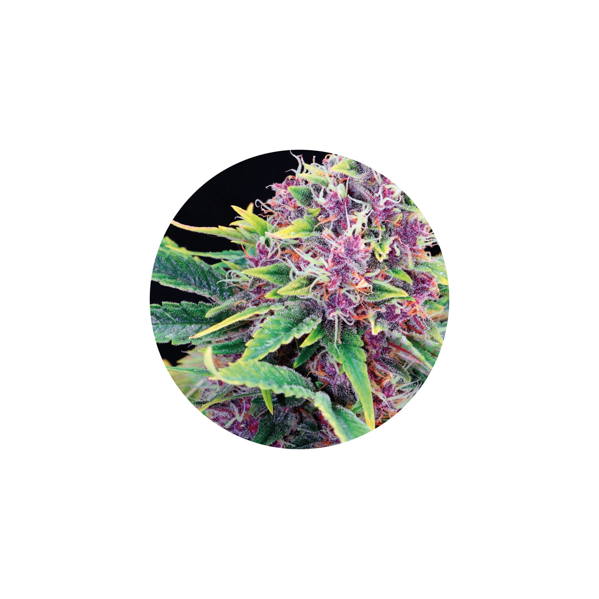 Improved Health Premium Isolated Terpenes - Steam Distilled, Solvent Free 1ml