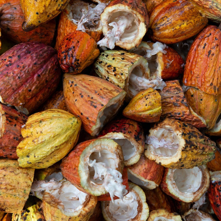 Peruvian Ceremonial Criollo Cacao